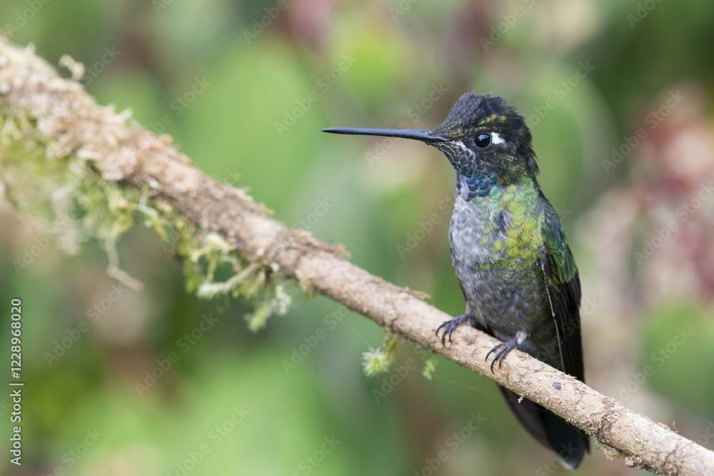 Fototapeta premium Magnificent Hummingbird (Eugene fulgens) perched on a tree branch, male, Los Quetzales National Park, Costa Rica, Central America