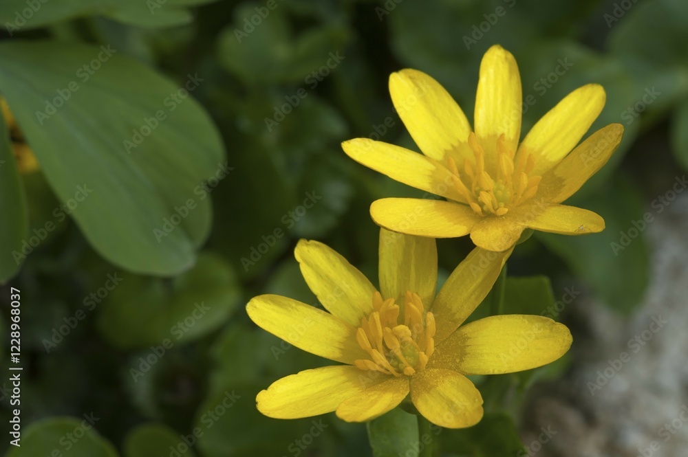 Fototapeta premium Celandine (Ficaria verna), yellow flowers, Bavaria, Germany, Europe