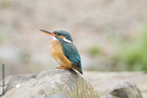 Kingfisher (Alcedo atthis), female, perched on a stone, Hesse, Germany, Europe photo