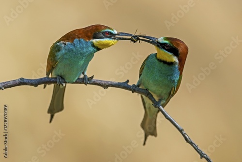 Obraz na płótnie Two bee-eaters (Merops apiaster), animal pair sitting on branch, handing over prey as bridal gift, Rhineland-Palatinate, Germany, Europe w salonie