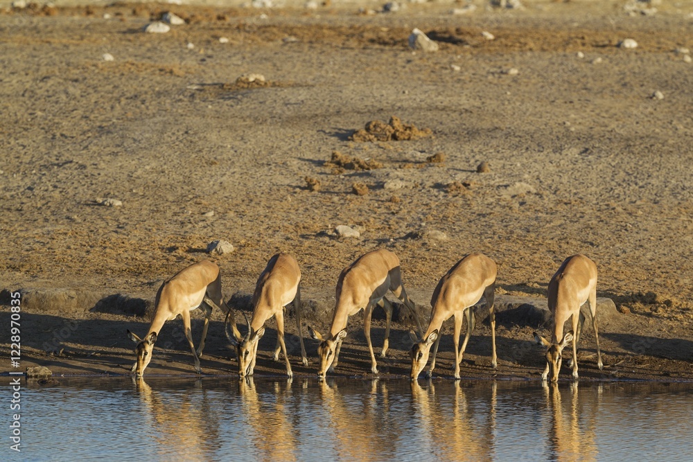 Black-Faced Impala (Aepyceros melampus petersi), group of females and one juvenile male, drinking at a waterhole, Etosha National Park, Namibia, Africa Black-Faced Impala (Aepyceros melampus petersi), group of females and one juvenile male, drinking at a waterhole, Etosha National Park, Namibia, Africa