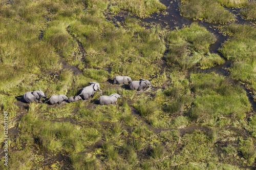 African Elephants (Loxodonta africana), breeding herd, roaming in a freshwater marsh, aerial view, Okavango Delta, Botswana, Africa photo