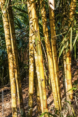 Bamboo growing in spice garden, Kumily, Kerala, India, Asia photo