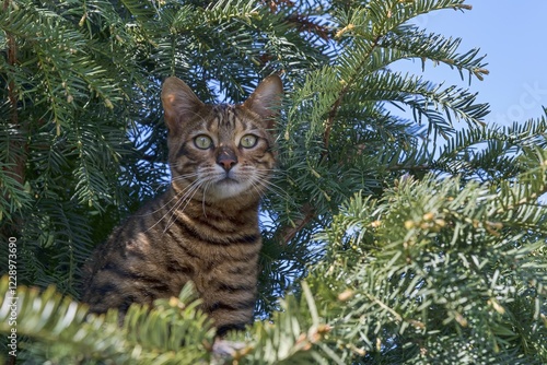 Fotografie Breedcat Toyger (Felis silvestris catus), female, 8 months, brown mackerel, sits