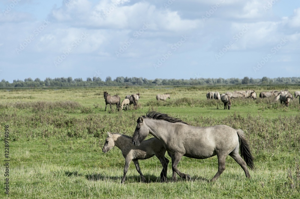 Fototapeta premium Konik horses, Lauwersmeer National Park, Friesland, Netherlands, Europe