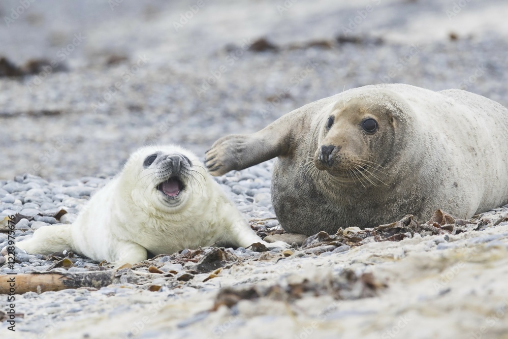 Grey seal, also Atlantic or horsehead seal (Halichoerus grypus) with pup, Heligoland, Schleswig-Holstein, Germany, Europe Grey seal, also Atlantic or horsehead seal (Halichoerus grypus) with pup, Heligoland, Schleswig-Holstein, Germany, Europe