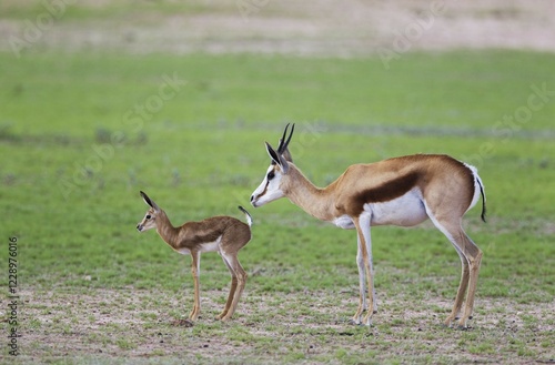 Springboks (Antidorcas marsupialis), ewe with newborn lamb, during the rainy season in green surroundings, Kalahari Desert, Kgalagadi Transfrontier Park, South Africa, Africa photo