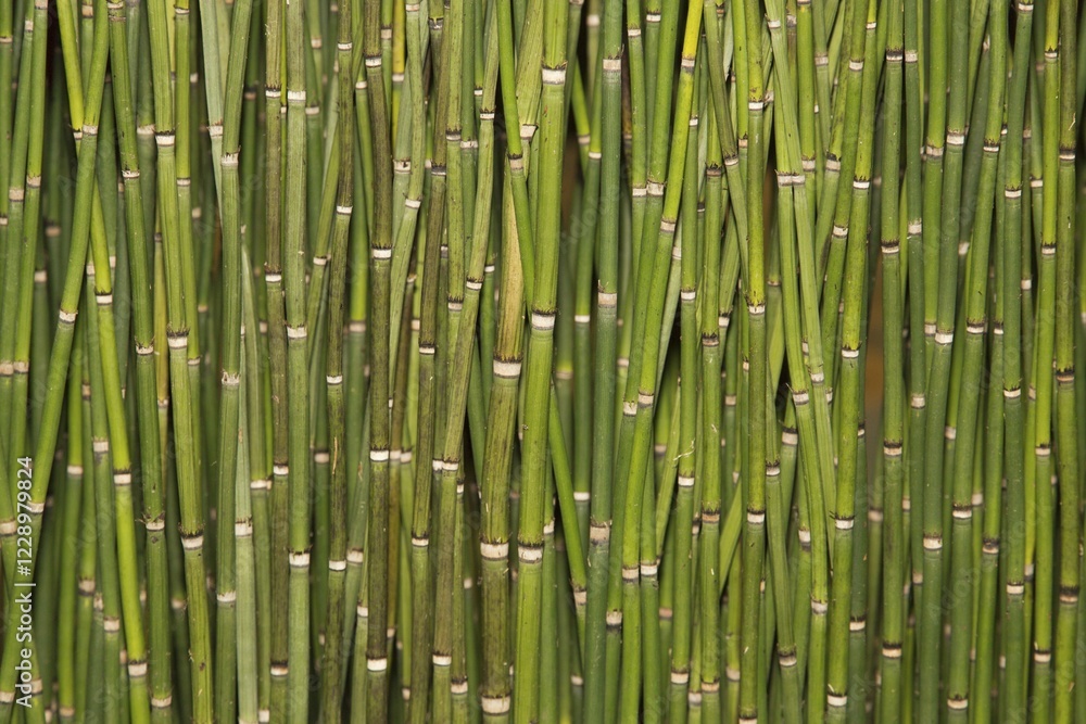 Fototapeta premium Horsetails (Equisetum)