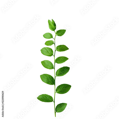 Fresh green branch with vibrant leaves