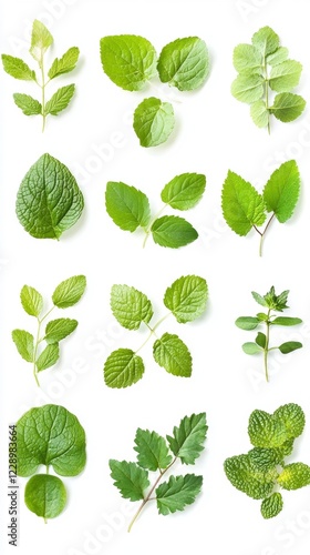 Vibrant Green Leaves: A Close-Up Look at Fresh Herbs