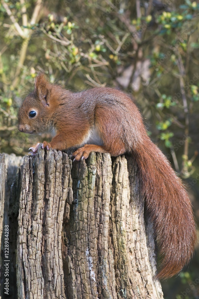 Young squirrel (Sciurus vulgaris) on tree trunk, Emsland, Lower Saxony, Germany, Europe Young squirrel (Sciurus vulgaris) on tree trunk, Emsland, Lower Saxony, Germany, Europe