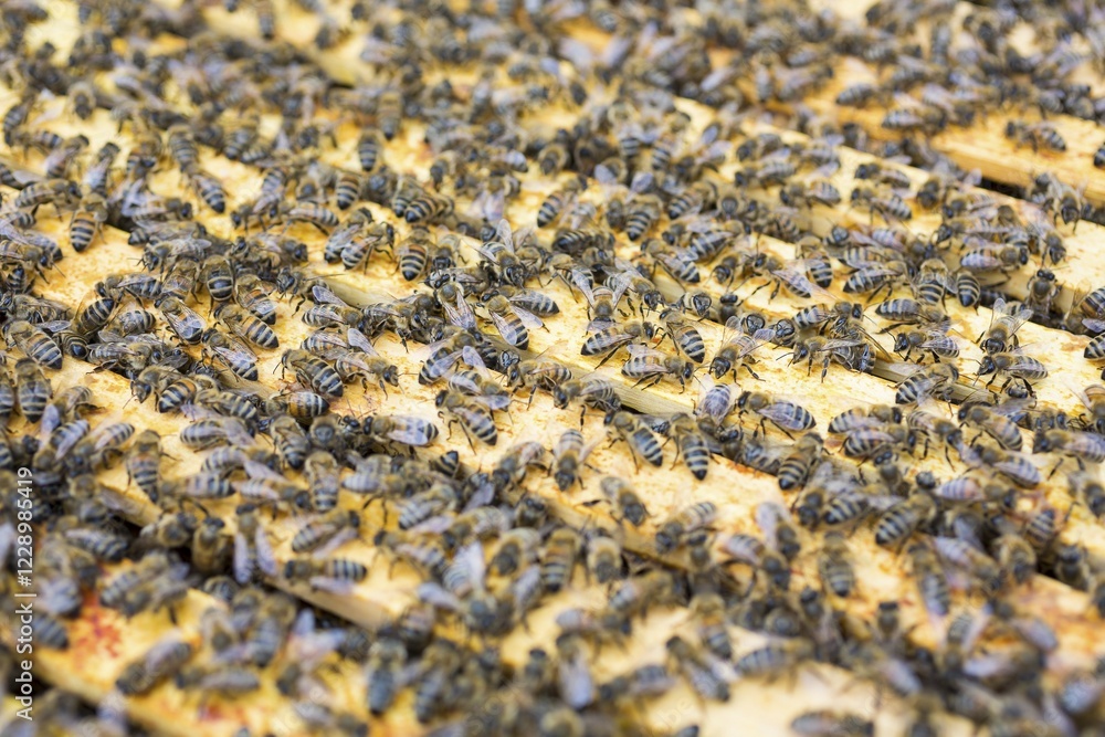 European honey bees (Apis mellifera) on frame in hive, Germany, Europe European honey bees (Apis mellifera) on frame in hive, Germany, Europe