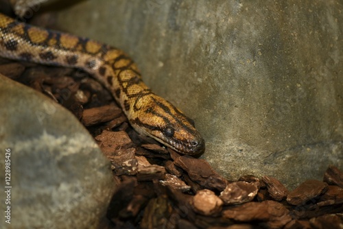 Brazilian rainbow boa (Epicrates cenchria cenchria), native to Mexico, captive photo