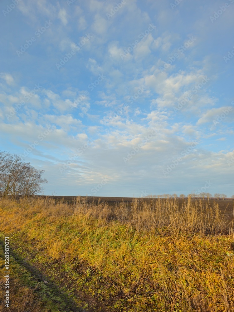 Naklejka premium A field with grass and trees