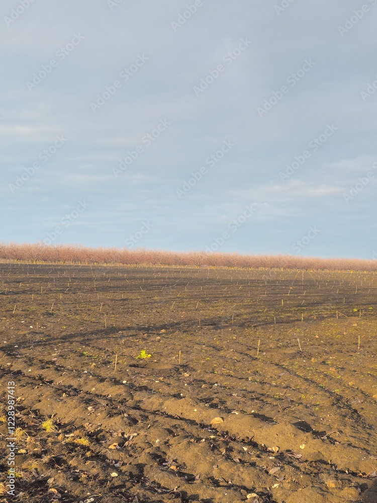 A dirt road with a field and blue sky A dirt road with a field and blue sky