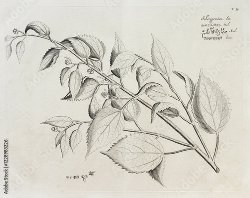 Obraz na płótnie Schorigenam, copperplate engraving by Hendrik Adriaan van Rheede tot Draakenstein, from the botanical work Hortus Malabaricus, 1678 w salonie