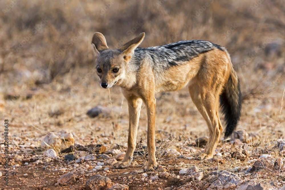 Black-backed jackal (Canis mesomelas), Samburu National Reserve, Kenya, Africa Black-backed jackal (Canis mesomelas), Samburu National Reserve, Kenya, Africa