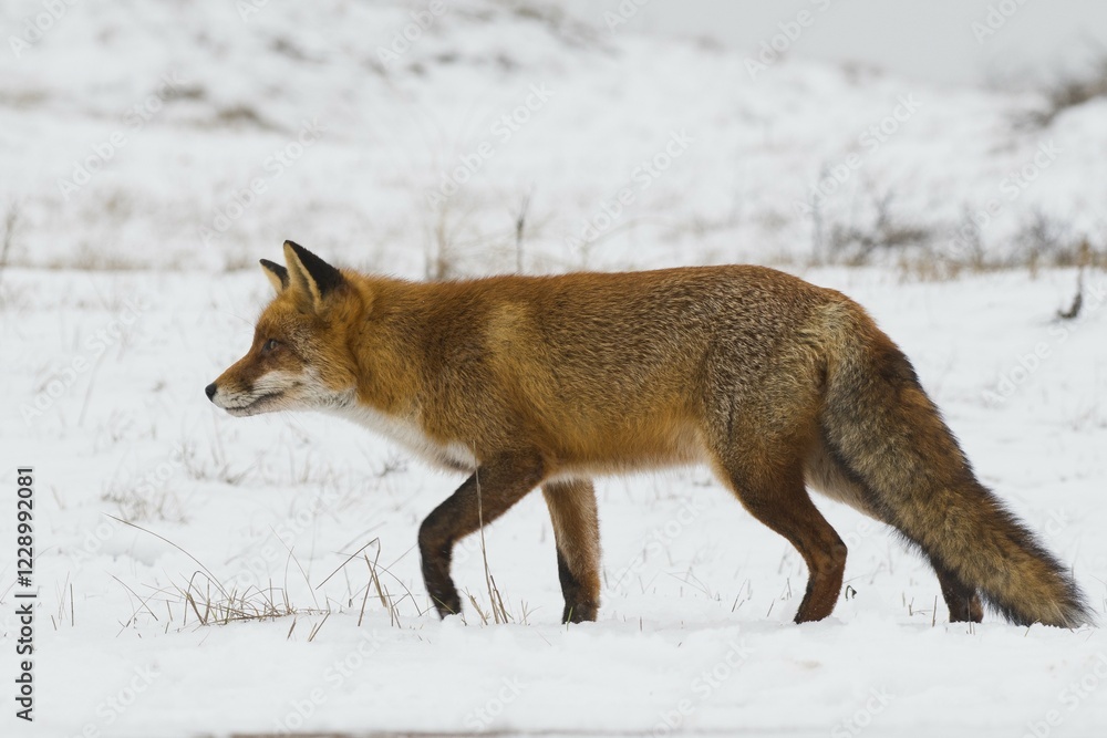 Red fox (Vulpes vulpes) runs in the snow, North Holland, Netherlands Red fox (Vulpes vulpes) runs in the snow, North Holland, Netherlands
