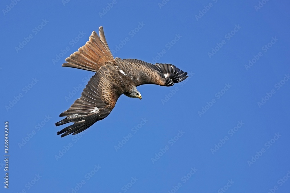 Obraz premium Red kite (Milvus milvus) flying, Germany, Europe