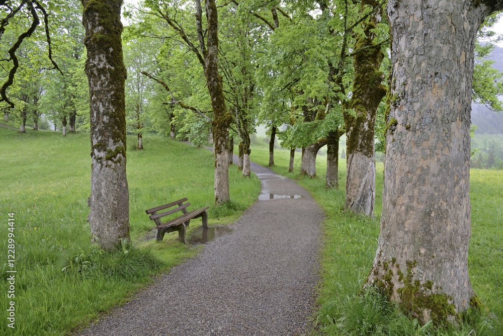 Fototapeta premium Tree avenue with heavily mossy mountain maple trees (Acer pseudoplatanus), resting bench, Oberstdorf, Allgäu Alps, Allgäu, Bavaria, Germany, Europe