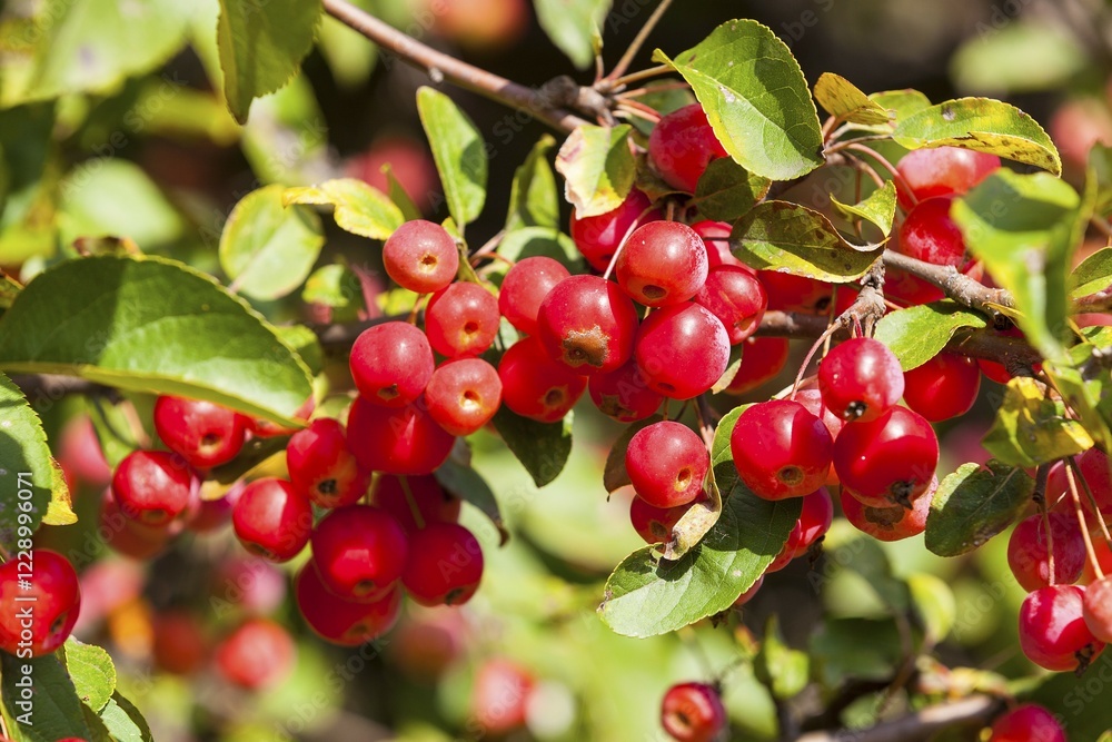 Ornamental apple (Malus x zumi), branches covered with red fruits, Saxony, Germany, Europe Ornamental apple (Malus x zumi), branches covered with red fruits, Saxony, Germany, Europe