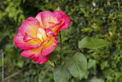 Bloom, Tea Hybrid-Rose (Rosa), North Rhine-Westphalia, Germany, Europe