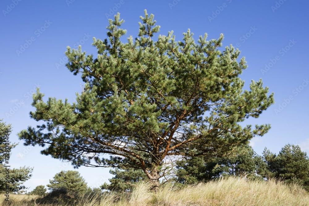 Fototapeta premium Pine (Pinus), National Park Vorpommersche Boddenlandschaft, Darß, Darßer Ort, Fischland-Darß-Zingst, Mecklenburg-Western Pomerania, Germany, Europe
