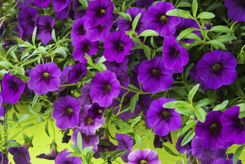 Purple Petunia flowers (Petunia), Quebec, Canada, North America