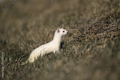 Ermine or Stoat or Short-tailed Weasel (Mustela erminea) in its winter coat photo