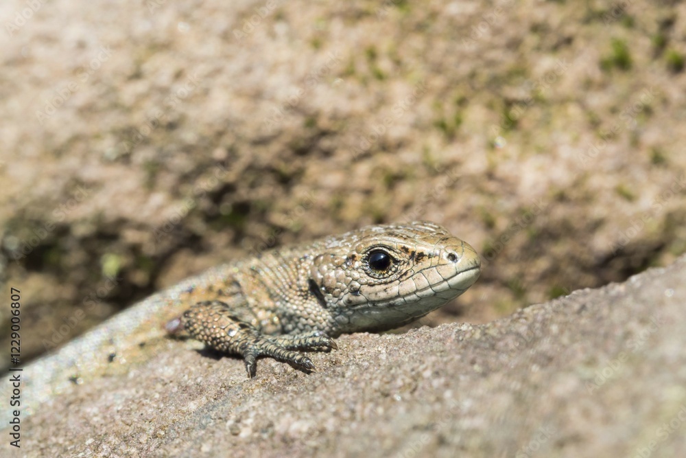Viviparous lizard (Lacerta vivipara) on stone, portrait, Hesse, Germany, Europe Viviparous lizard (Lacerta vivipara) on stone, portrait, Hesse, Germany, Europe