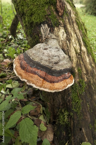 Red-belted Bracket (Fomitopsis pinicola), Lower Franconia, Bavaria, Germany, Europe photo