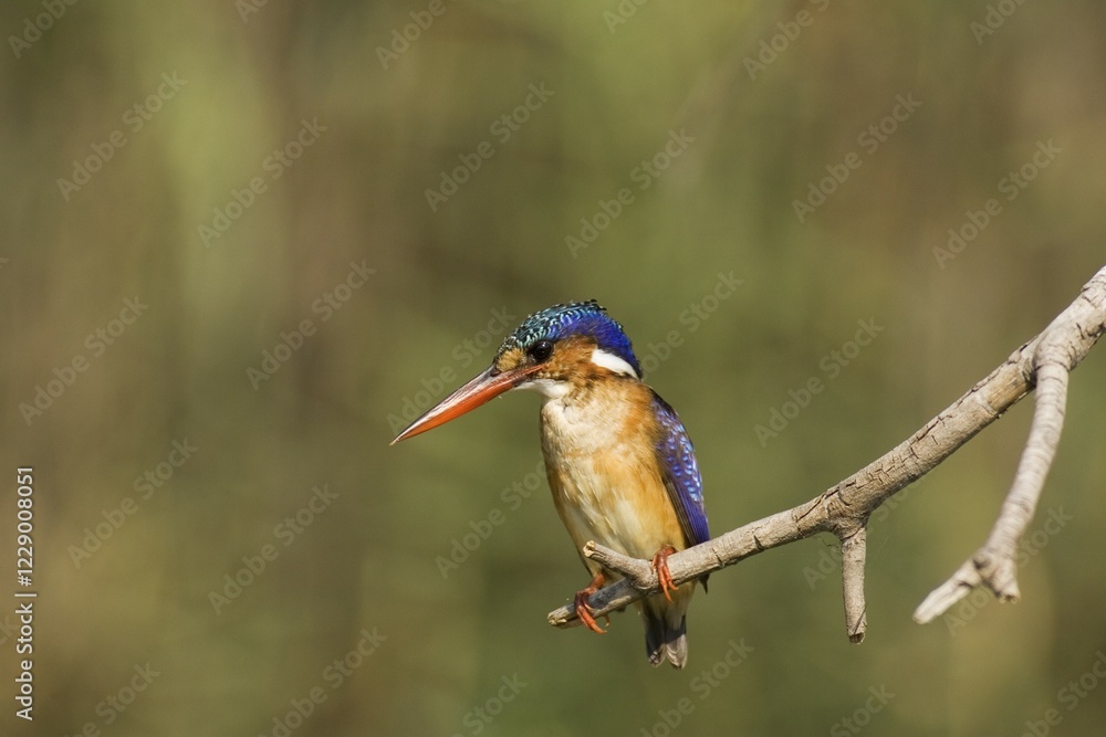 Obraz premium Malachite Kingfisher (Alcedo cristata), perching at the bank of the Lufupa River, Kafue National Park, Zambia, Africa