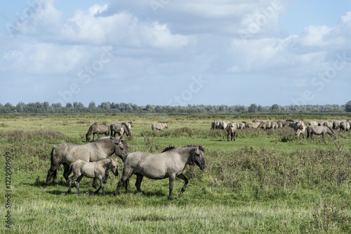 Konik horses, Lauwersmeer National Park, Friesland, Netherlands, Europe photo