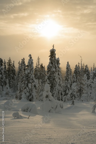 Snow-covered spruces, Fjell in winter, Riisitunturi National Park, Posio, Lapland, Finland, Europe photo