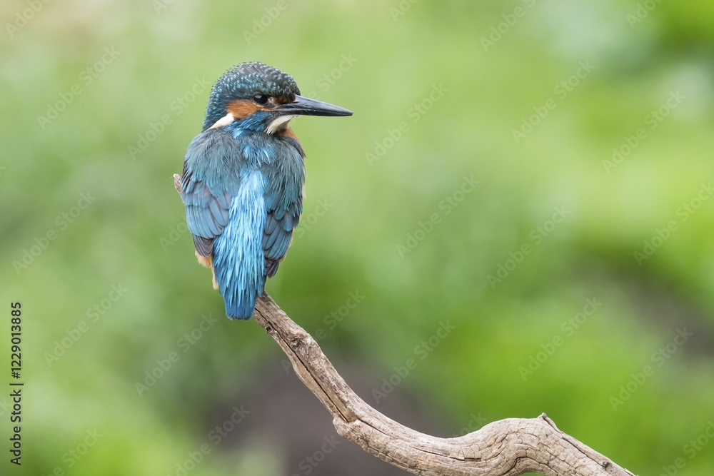 Fototapeta premium Common kingfisher (Alcedo atthis), male, on hide, Hesse, Germany, Europe