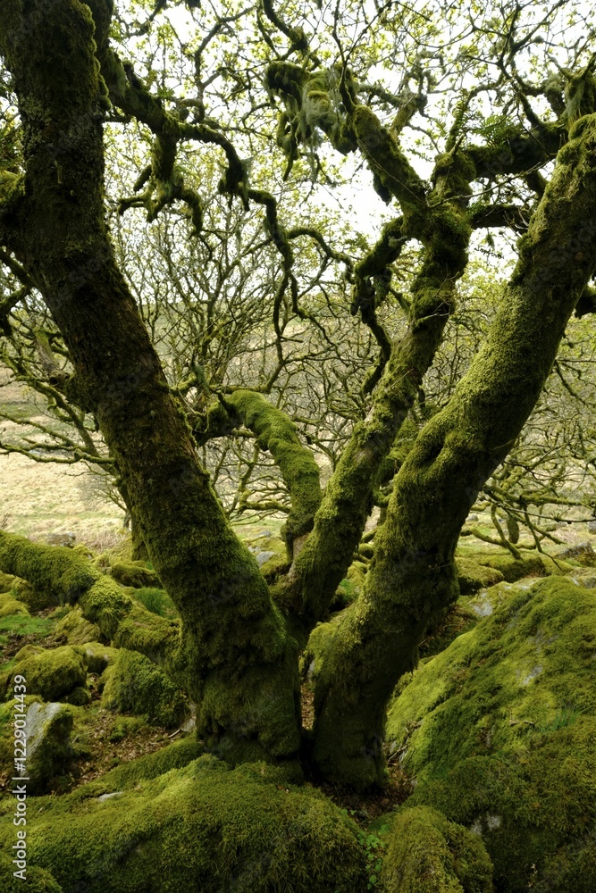 Fototapeta premium Wistman's Wood, Dartmoor National Park, Old Oaks, Devon, United Kingdom, Europe
