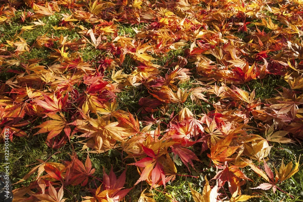 Brightly colored maple leaves lying in the grass, Japanese Maple (Acer japonicum), Romberg Park, Dortmund, North Rhine-Westphalia, Germany, Europe Brightly colored maple leaves lying in the grass, Japanese Maple (Acer japonicum), Romberg Park, Dortmund, North Rhine-Westphalia, Germany, Europe