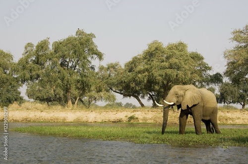 African Elephant (Loxodonta africana), bull grazing on a little island in the Zambezi River, Lower Zambezi National Park, Zambia, Africa photo