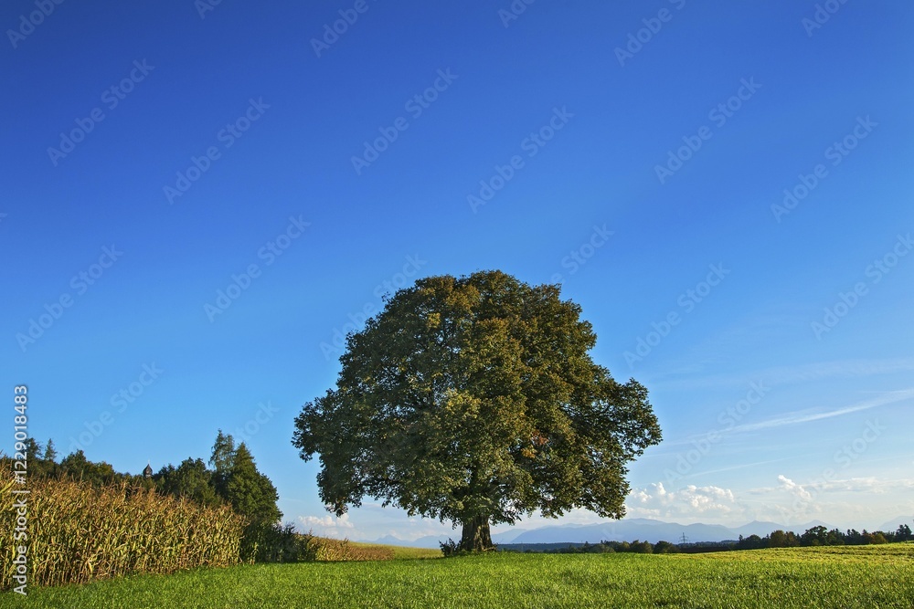 Old Lime Tree (Tilia), near Egling, Bavaria, Germany, Europe Old Lime Tree (Tilia), near Egling, Bavaria, Germany, Europe
