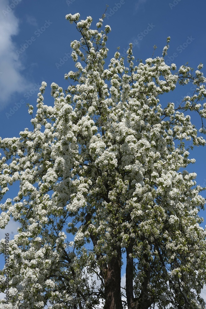 Flowering Pear Tree (Pyrus), Bavaria, Germany, Europe Flowering Pear Tree (Pyrus), Bavaria, Germany, Europe