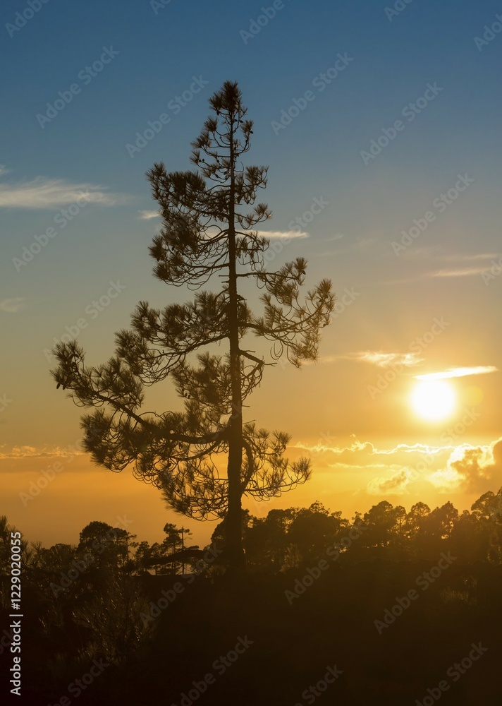 Fototapeta premium Canary Island pine (Pinus canariensis) at sunset, Teide National Park, Canary Islands, Tenerife, Spain, Europe