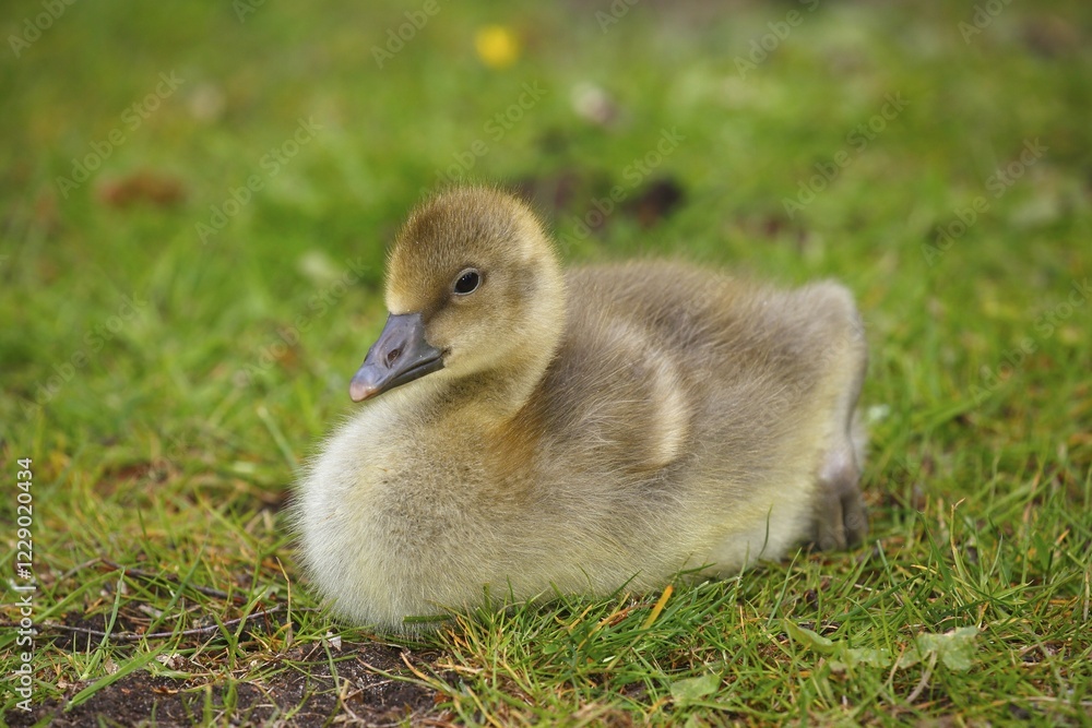 Obraz premium Greylag goose (Anser anser), chick sitting in meadow, Schleswig-Holstein, Germany, Europe