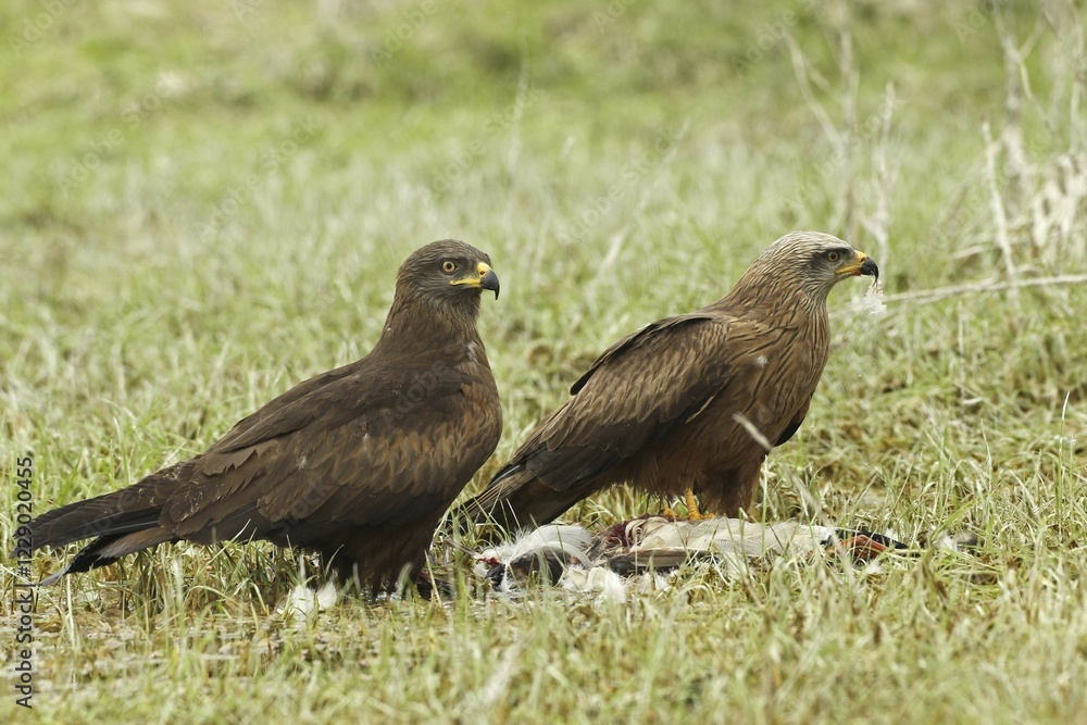 Hybrid Milan female, hybrids of red kites (Milvus milvus) and black kites (Milvus migrans) left, and Red Kite male (Milvus milvus) with prey, Allgäu, Bavaria, Germany, Europe Hybrid Milan female, hybrids of red kites (Milvus milvus) and black kites (Milvus migrans) left, and Red Kite male (Milvus milvus) with prey, Allgäu, Bavaria, Germany, Europe
