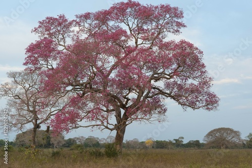 Pink Ipe tree (Tabebuia ipe) during the flowering season, Pantanal, Mato Grosso State, Brazil, South America photo