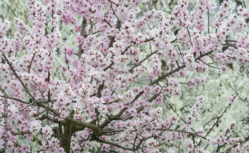 Wallpaper Mural Almond blossoms (Prunus dulcis), Rhineland-Palatinate, Germany, Europe Torontodigital.ca