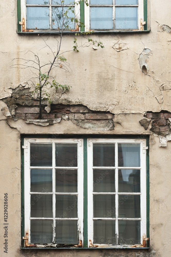 Obraz premium Tree growing out of a wall of a dilapidated house, with dilapidated windows below and above, Lübeck, Schleswig-Holstein, Germany, Europe