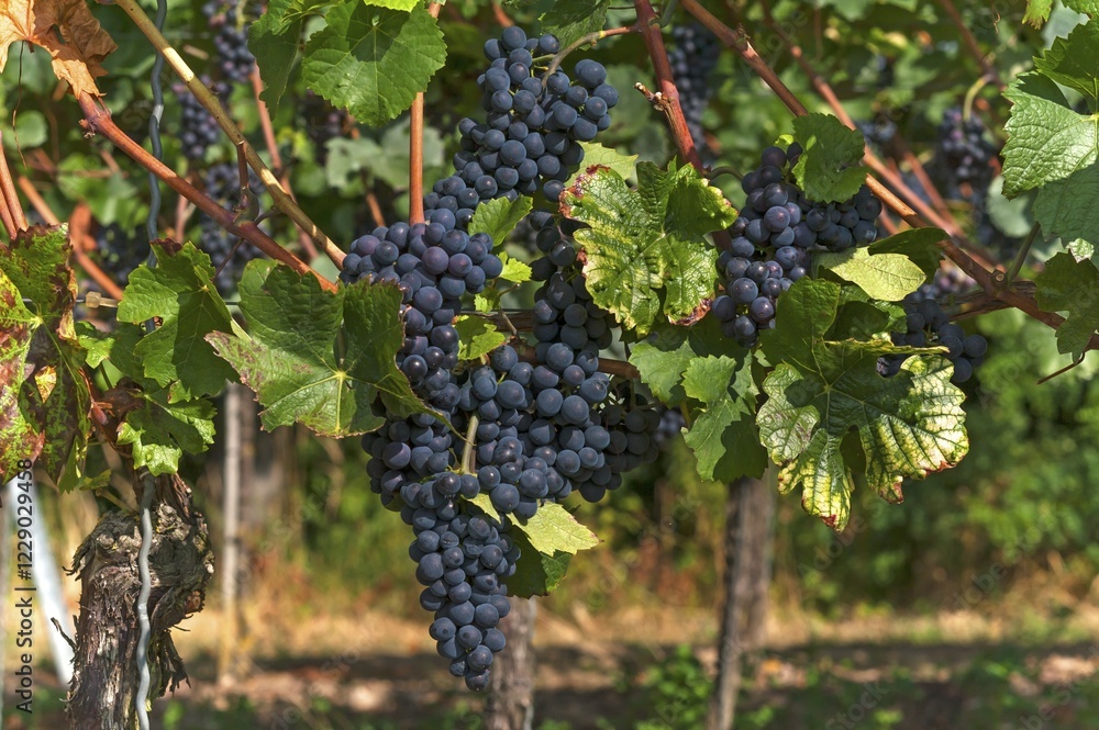 custom made wallpaper toronto digitalRipe blue grapes on vines, Kenzingen-Hecklingen, Baden-Württemberg, Germany, Europe