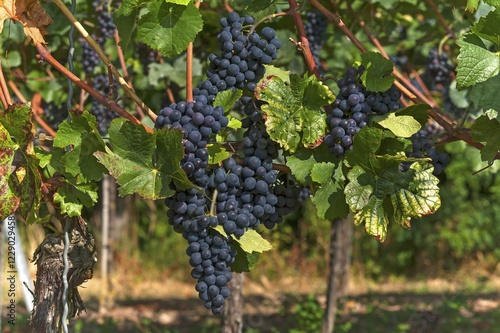 Wallpaper Mural Ripe blue grapes on vines, Kenzingen-Hecklingen, Baden-Württemberg, Germany, Europe Torontodigital.ca