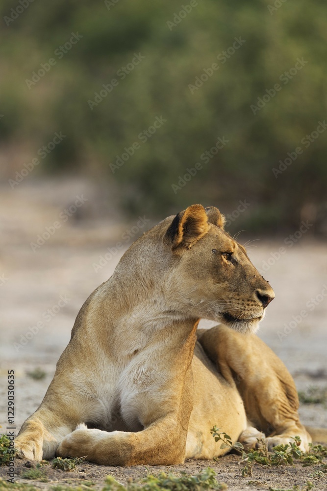 Lion (Panthera leo), resting female, Chobe National Park, Botswana, Africa Lion (Panthera leo), resting female, Chobe National Park, Botswana, Africa