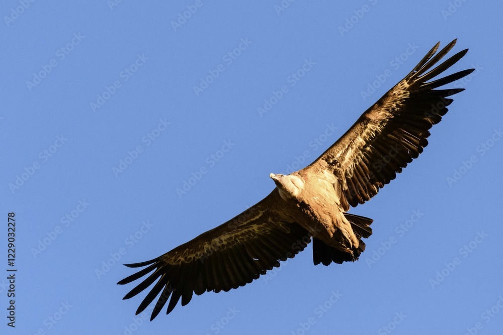 Griffon vulture (Gyps fulvus), adult bird in flight, Monfragüe National Park, Extremadura, Spain, Europe Griffon vulture (Gyps fulvus), adult bird in flight, Monfragüe National Park, Extremadura, Spain, Europe